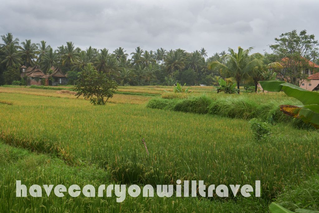 Ubud Rice Fields