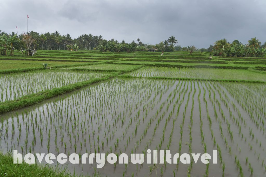 Ubud Rice Fields