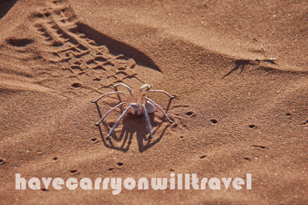 Dancing White Lady Spider