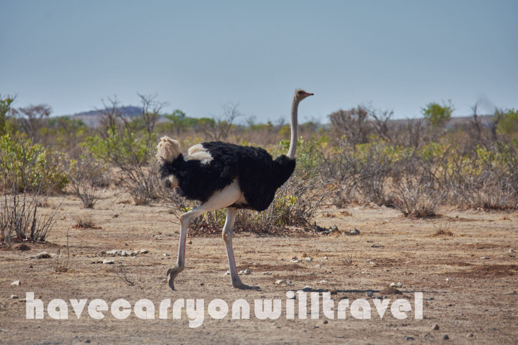 Etosha National Park, Namibia