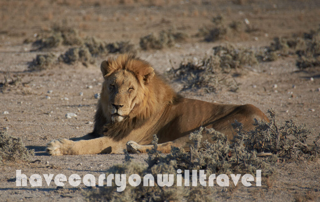 Etosha National Park, Namibia