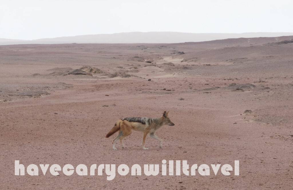 Jackal in Namibia