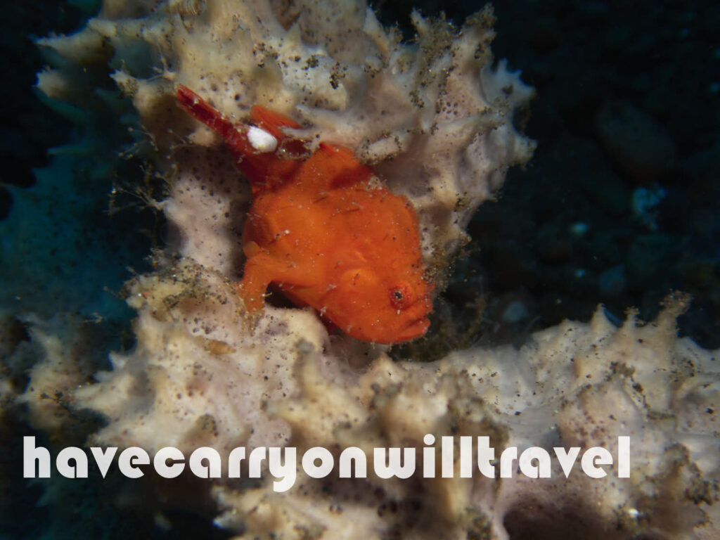 Frog Fish