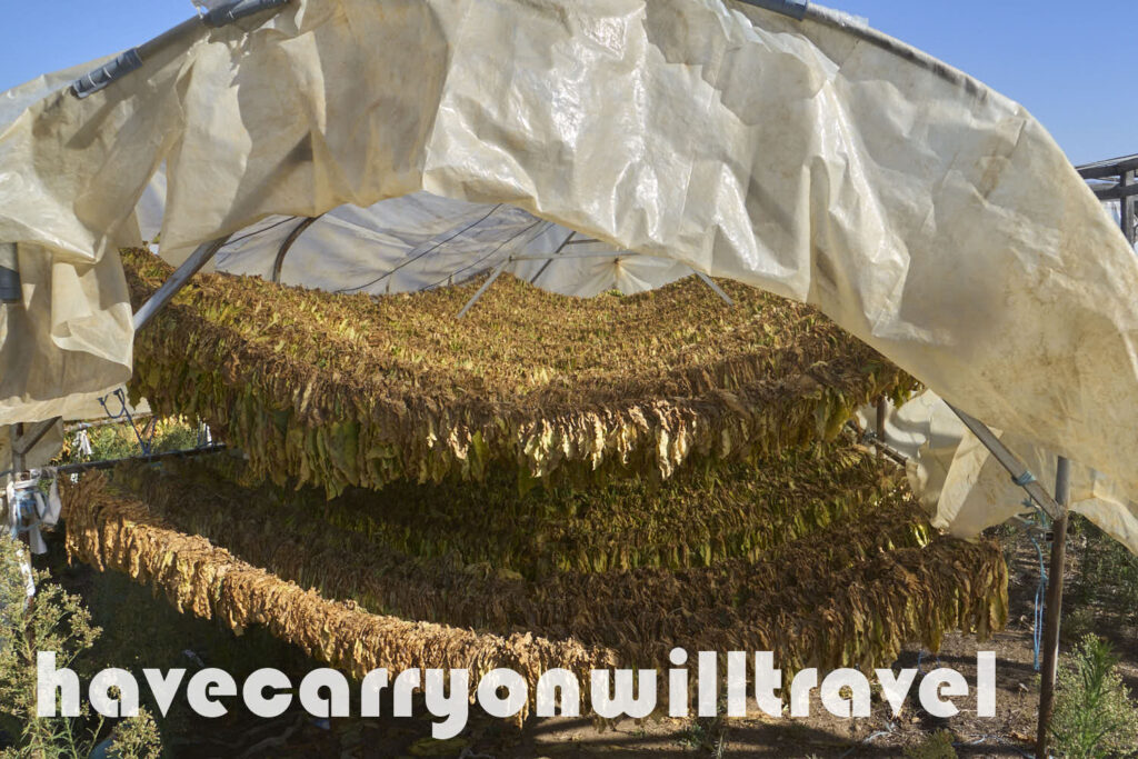 Tobacco drying