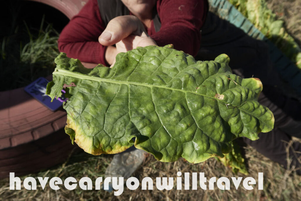 Tobacco leaf