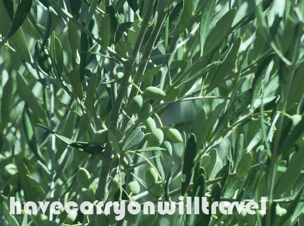 Olives