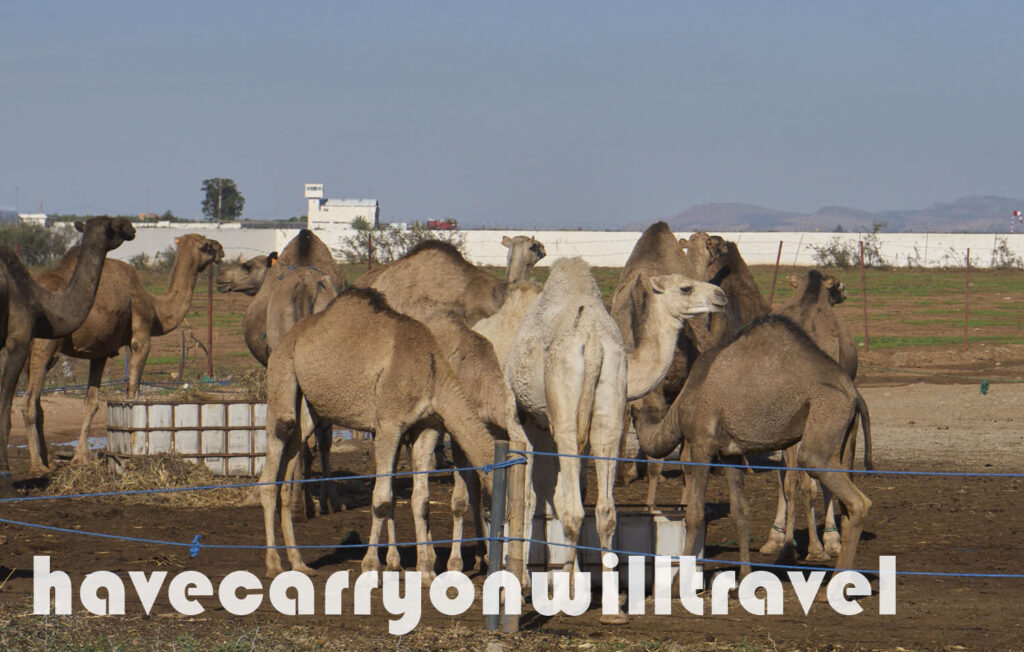 Camels