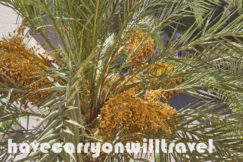 Date Palm