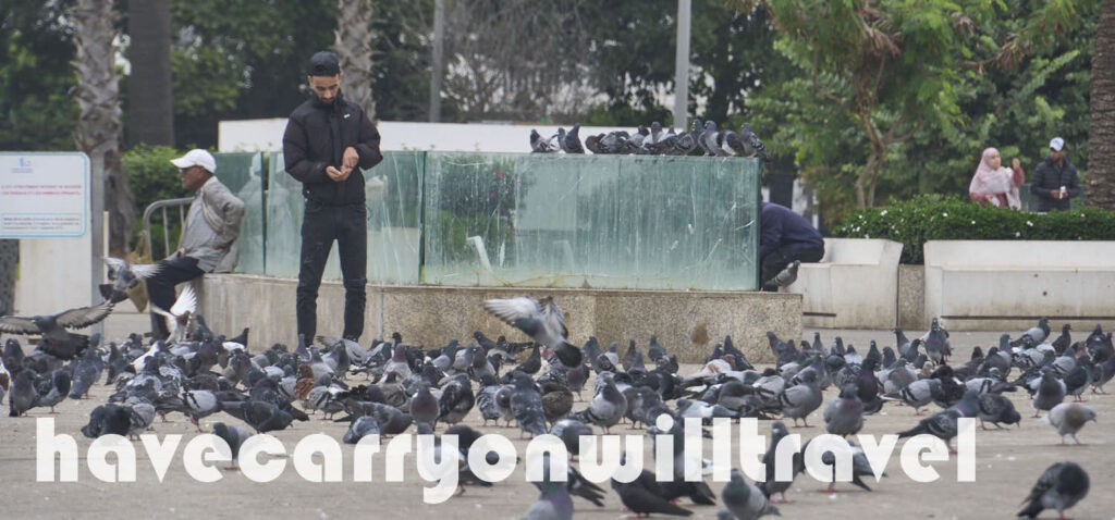 Pigeons