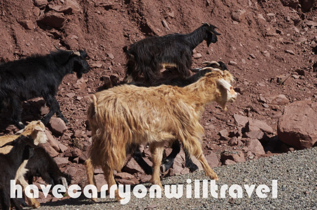 Some goats