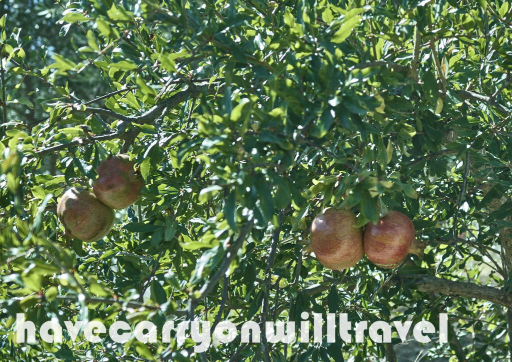 Fruit