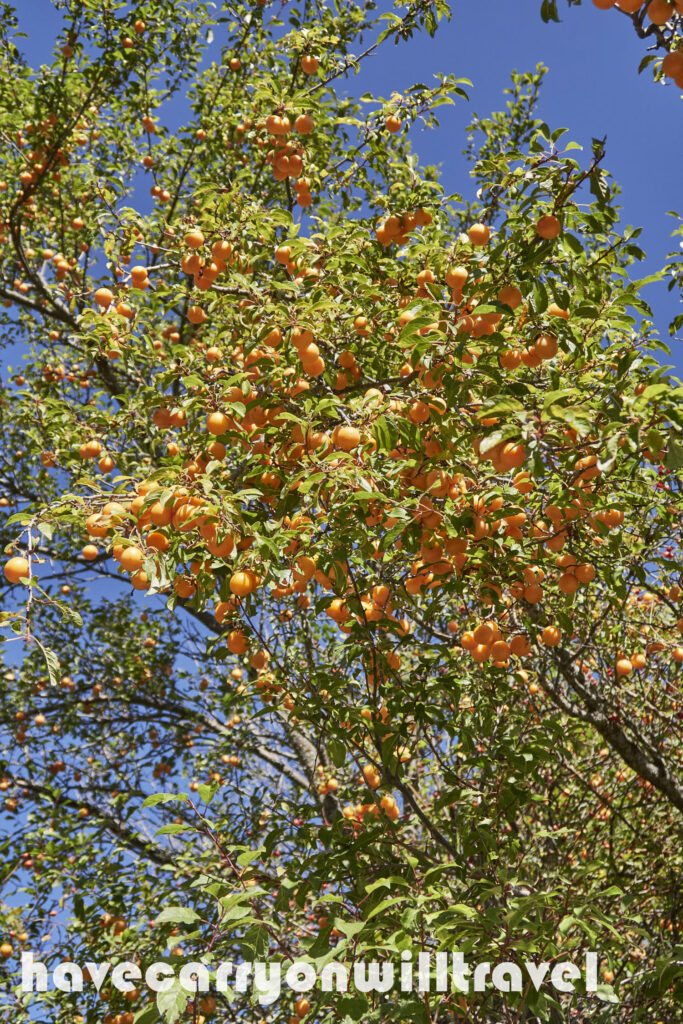 Plum tree