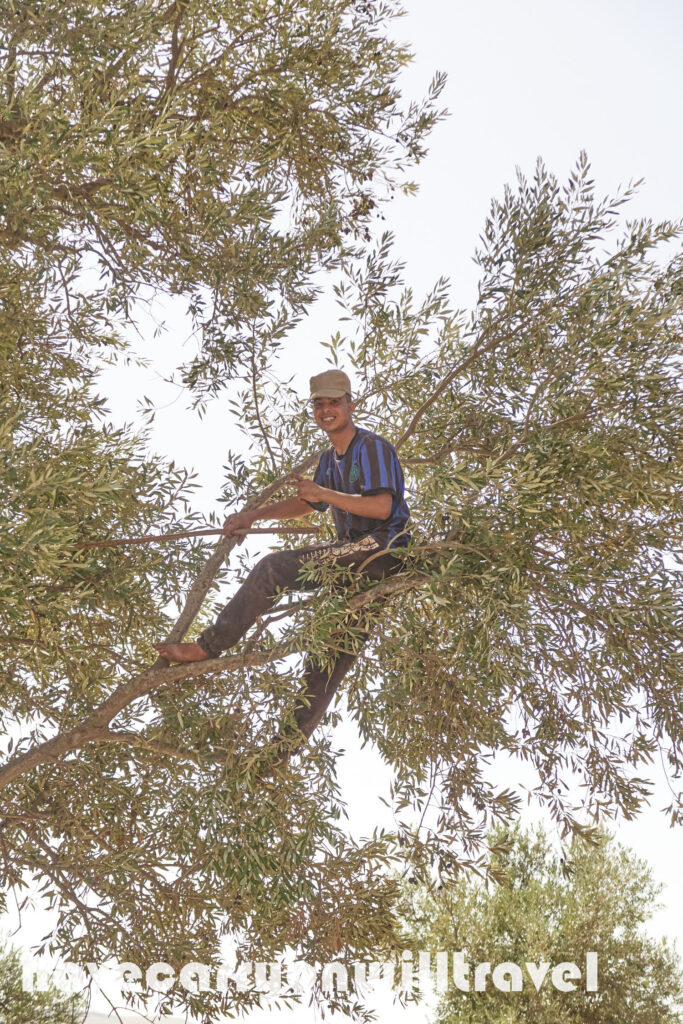 Harvesting Olives