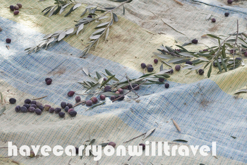 Harvesting Olives